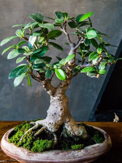Il Bonsai B&B Roma 1 Il Bonsai B&B Roma: un'oasi accogliente nel cuore della città eterna