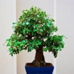 Come Fare Un Bonsai Di Un Melo Guida rapida: Come fare un bonsai di un melo