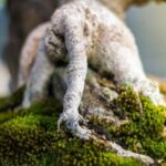 Bonsai Economici Acquista bonsai economici online per un tocco verde conveniente