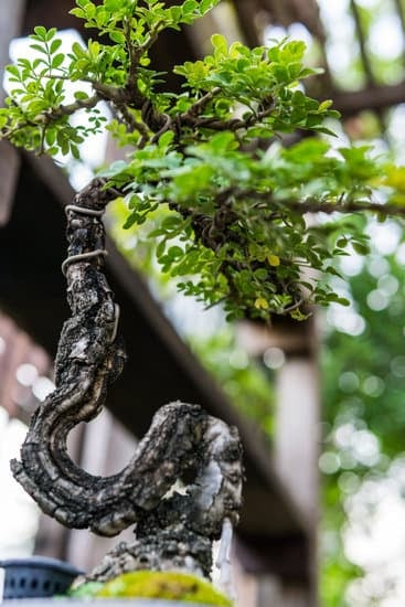 Scopri quando potare un olivo bonsai per mantenerlo sano e robusto