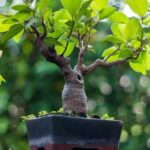 Come Fare Un Bonsai Di Azalea Japonica Guida dettagliata su come fare un bonsai di Azalea Japonica con successo