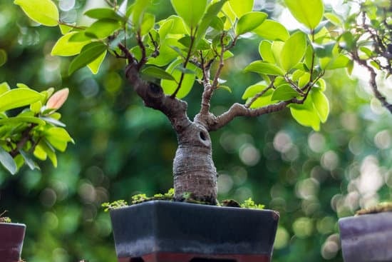 Guida dettagliata su come fare un bonsai di Azalea Japonica con successo