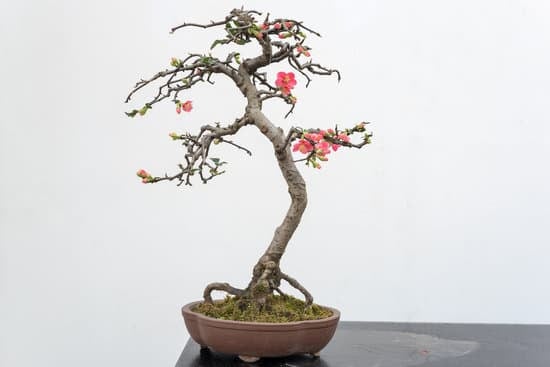 Curare Un Bonsai 1 Scopri i segreti per curare un bonsai e mantenerlo in salute tutto l'anno