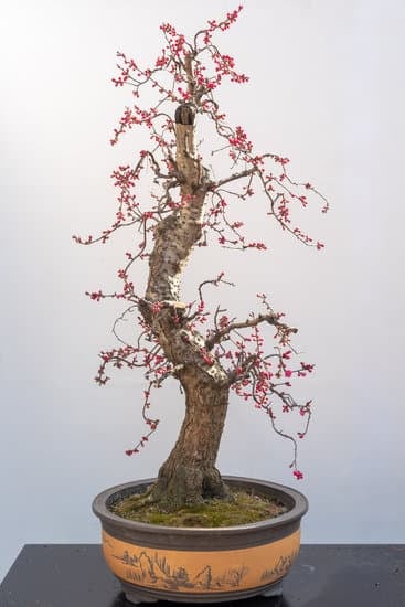 Dove Piantare Il Bonsai 1 Scopri DOVE PIANTARE IL BONSAI: luce solare diretta e terreno ben drenato sono essenziali