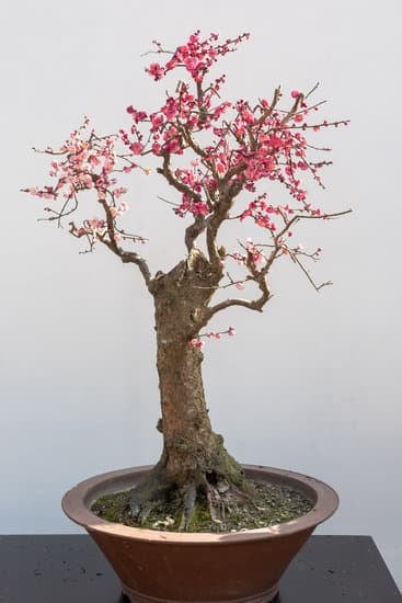Dove Trovare Seme Bonsai 1 Acquista semi bonsai da fornitori specializzati online