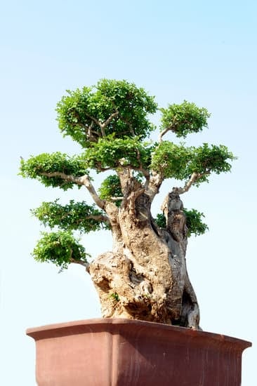 Guida completa su come fare un bonsai di leccio con semplici passaggi e consigli utili