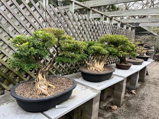 Come Pinzare Bonsai Liquidambar 1 Come pinzare un bonsai di liquidambar: consigli e tecniche per la corretta cura