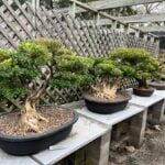 Costi Bonsai Risparmia sui costi bonsai: consigli per un'assistenza economica e di qualità per i tuoi alberi
