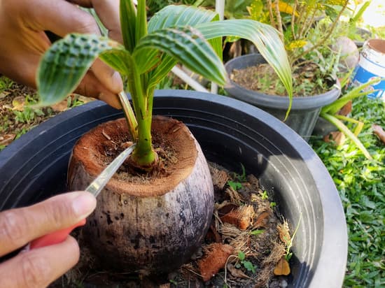 Come Tenere Un Bonsai in Casa 1 Guida pratica: come tenere un bonsai in casa