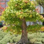 Guida passo dopo passo per trasformare una pianta da frutto in un bellissimo bonsai