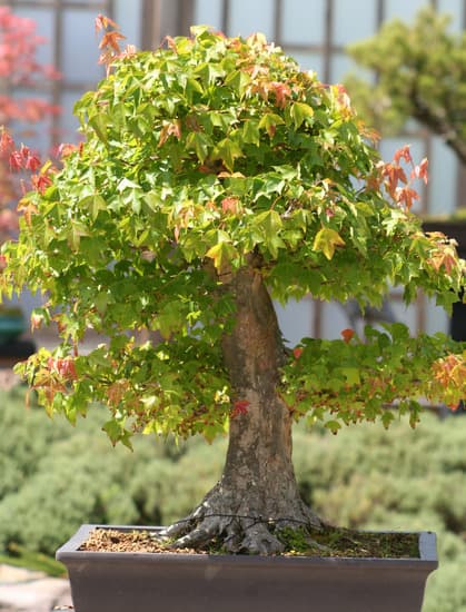Come Fare Un Bonsai Da Una Pianta Da Frutto 1 Guida passo dopo passo per trasformare una pianta da frutto in un bellissimo bonsai