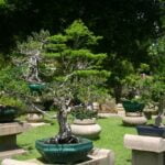 Quanto Innaffiare Bonsai Ficus Scopri quanto innaffiare il tuo bonsai ficus per mantenerlo sano e rigoglioso