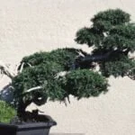 Guida pratica per coltivare i bonsai in casa