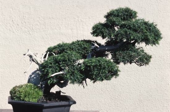 Guida pratica per coltivare i bonsai in casa