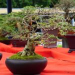 Regala un Bonsai come bomboniera: un simbolo di prosperità e longevità