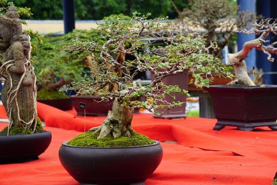 Bomboniera Bonsai 1 Regala un Bonsai come bomboniera: un simbolo di prosperità e longevità