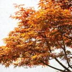 Bonsai Acero Palmato bonsai acero palmato