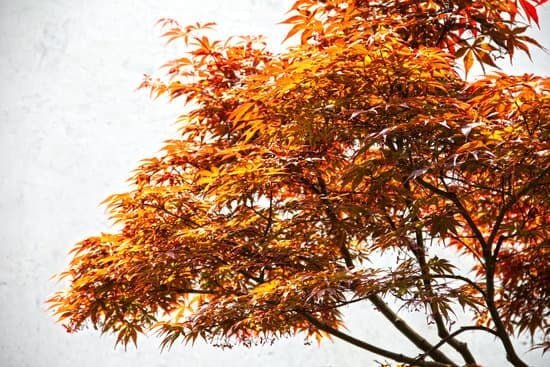 Bonsai Acero Palmato 1 bonsai acero palmato