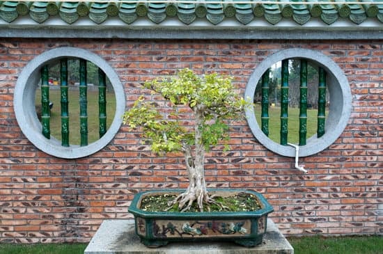 Come Disegnare Un Bonsai 1 Segui le istruzioni dettagliate su Come disegnare un bonsai per ottenere un risultato sorprendente