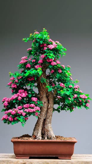 Bonsai Albero 1 Acquista online il miglior Bonsai Albero per la tua casa o ufficio