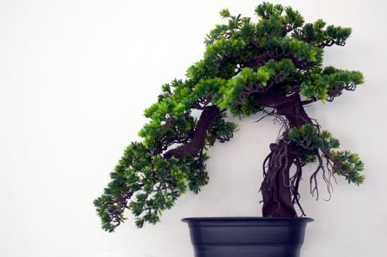 Acquista Bonsai a prezzi convenienti