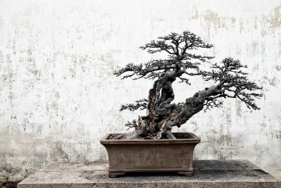 Come Potare Una Picea Per Bonsai 1 Guida pratica: Come potare una Picea per bonsai