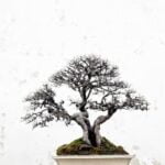 Come Curare Il Ficus Benjamina Bonsai Come curare il Ficus benjamina bonsai: segui le indicazioni per una crescita sana e rigogliosa
