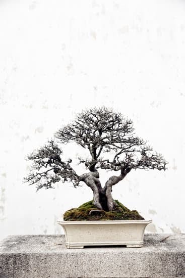 Come Curare Il Ficus Benjamina Bonsai 1 Come curare il Ficus benjamina bonsai: segui le indicazioni per una crescita sana e rigogliosa