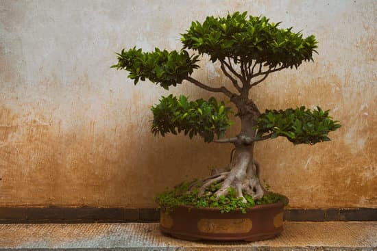 Vasi Bonsai Economici 1 Acquista vasi bonsai economici online e risparmia. Scopri le offerte speciali disponibili ora
