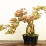 Quanto Bisogna Bagnare Un Bonsai Quanto bisogna bagnare un bonsai: consigli, dosi e frequenza