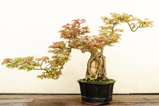 Quanto Bisogna Bagnare Un Bonsai 1 Quanto bisogna bagnare un bonsai: consigli, dosi e frequenza