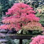 Bonsai Salice Piangente Ecco un suggerimento: Scopri i segreti del Bonsai Salice Piangente: guida completa alla cura e alla crescita in vaso