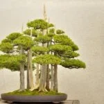 Scopri i migliori Bonsai a prezzi convenienti da Ikea per la tua casa o ufficio