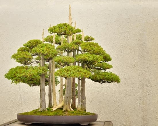 Bonsai Prezzi Ikea 1 Scopri i migliori Bonsai a prezzi convenienti da Ikea per la tua casa o ufficio