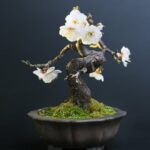 Ginseng Pianta Bonsai Ginseng pianta bonsai: cura e potatura per un bonsai rigoglioso e sano