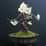 Ginseng Pianta Bonsai Ginseng pianta bonsai: cura e potatura per un bonsai rigoglioso e sano