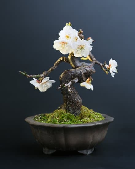 Ginseng Pianta Bonsai 1 Ginseng pianta bonsai: cura e potatura per un bonsai rigoglioso e sano