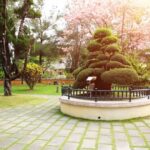 Come Fare Bonsai Rosmarino Guide completa su come fare bonsai rosmarino: passo dopo passo per un risultato perfetto