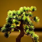 Scopri i più affascinanti bonsai a Genova