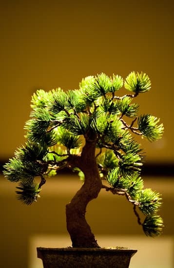 Bonsai Genova 1 Scopri i più affascinanti bonsai a Genova