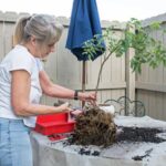 Come Prendere Gli Oggetti Da Un Bonsai Pot Minecraft Guida: Come ottenere gli oggetti da un bonsai pot in Minecraft