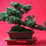 Bonsai Fiorito Scopri il fascino del Bonsai Fiorito in questa guida dettagliata alla cura e alla manutenzione