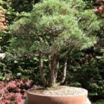 Cosa fare dopo il rinvaso del bonsai: consigli per la cura e la crescita ottimale della pianta