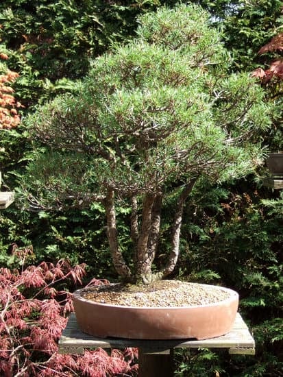 Cosa fare dopo il rinvaso del bonsai: consigli per la cura e la crescita ottimale della pianta