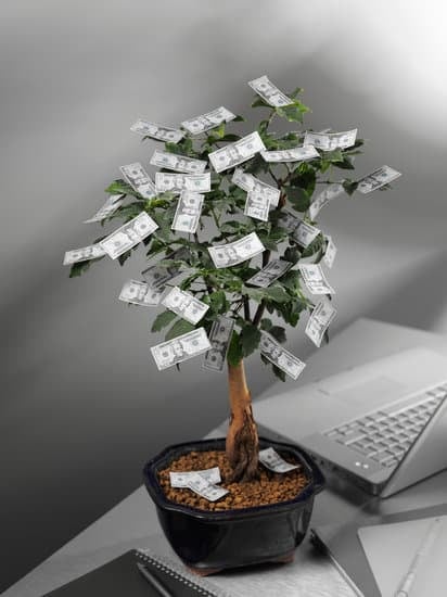 Regala un BONSAI BOMBONIERA: un dono di natura e armonia in un unico elegante pacchetto