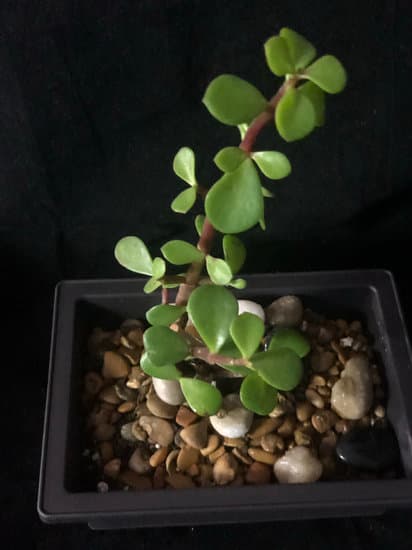 Bonsai Di Olivo 1 Coltivare un Bonsai di olivo: guida completa per principianti