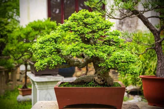 Creare giardini bonsai unici e suggestivi per arricchire l'ambiente domestico