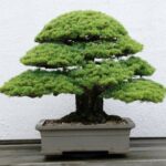 Come E Quando Si Potano I Bonsai Olivo in Vaso Guida completa su come e quando potare i bonsai olivo in vaso