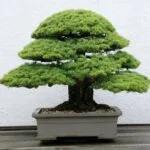 Guida completa su come e quando potare i bonsai olivo in vaso