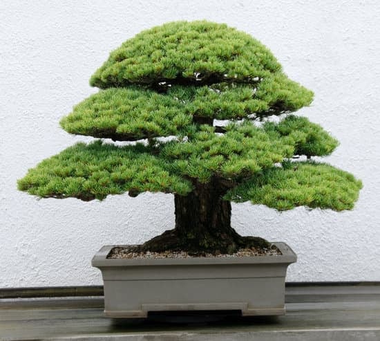 Come E Quando Si Potano I Bonsai Olivo in Vaso 1 Guida completa su come e quando potare i bonsai olivo in vaso